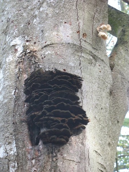 2006 11 Mycobocquet 21